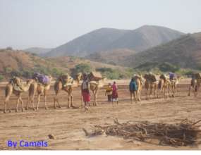 Camel mobile strategy