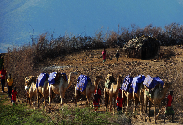 CHAT Camel Mobile into arid areas