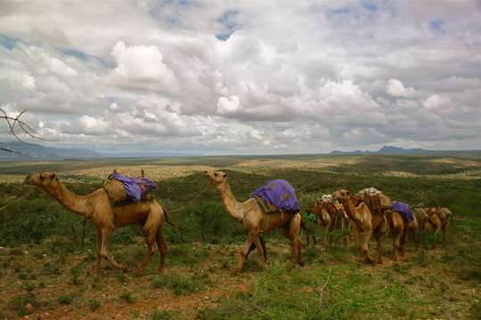 The camel clinic