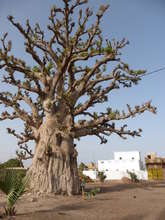 Magnificent baobab tree close by...