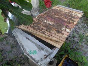 Frant of essain of bees