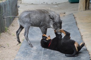 baby warthog playing wit little rottweiler