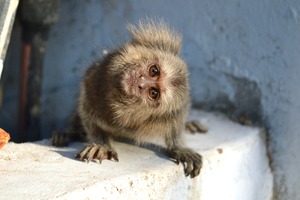 baby marmoset