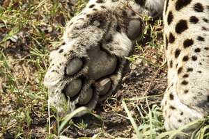 Shiloweni's paw