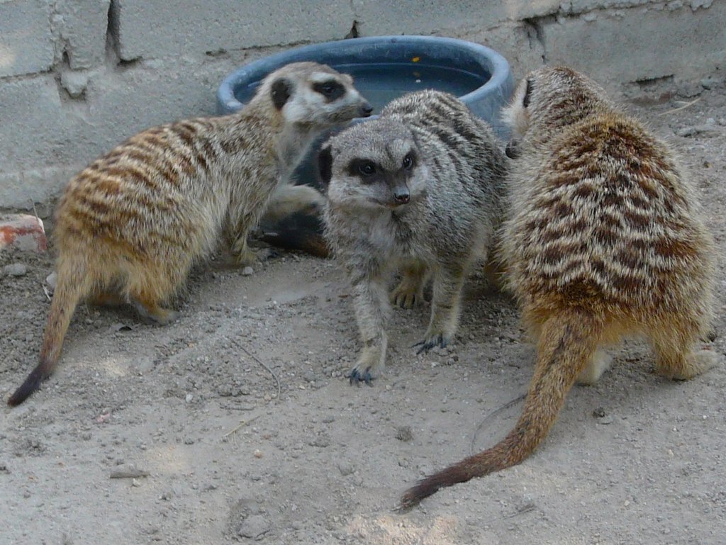 Christmas Gift - Donate for An Animal