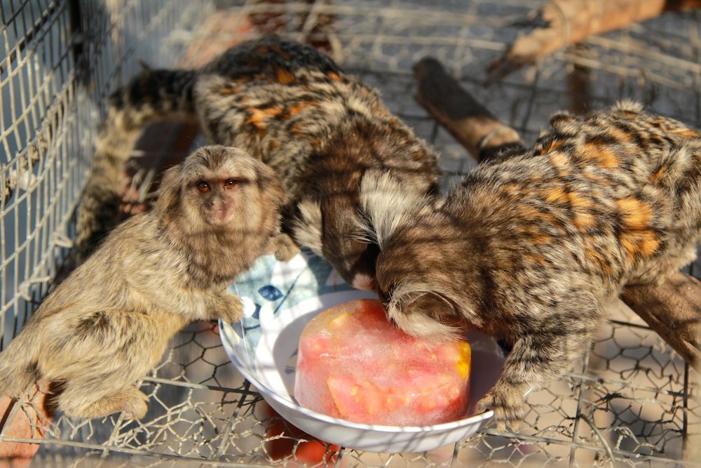 Christmas Gift - Donate for An Animal