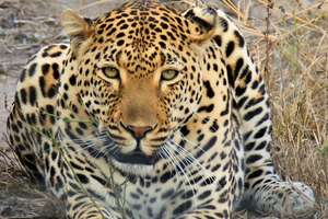 Shiloweni the Leopard