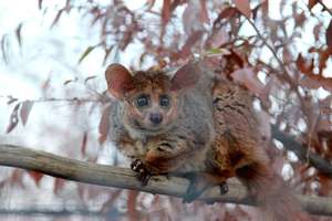 Banchee the BushBaby