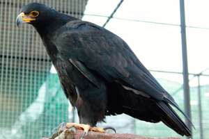 Jumper The Verreaux's Eagle