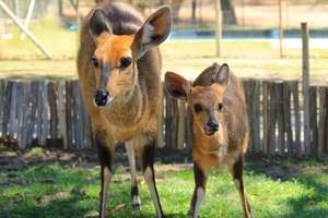 Maxi and Bambi, the BushBuck