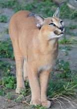 Shangaan the Caracal