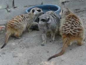 Gasper, Tikki and Madonna The Meerkats