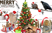 Christmas Gift - Donate for An Animal