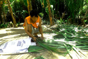 Joey gathers the leaves for making a nipa shingle.