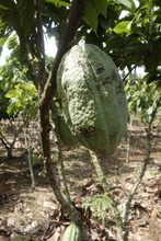 A Cacao Plant Getting Ready For Harvest