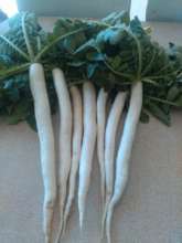 Radishes - a great source of calcium, fibre and B6
