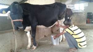 Our cow's milk is calci-yummy