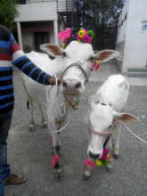 Our new family members