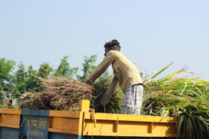 Vivek collecting cow fodder