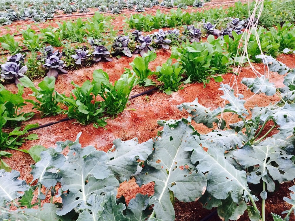 Give Farm training to Indian HIV Families