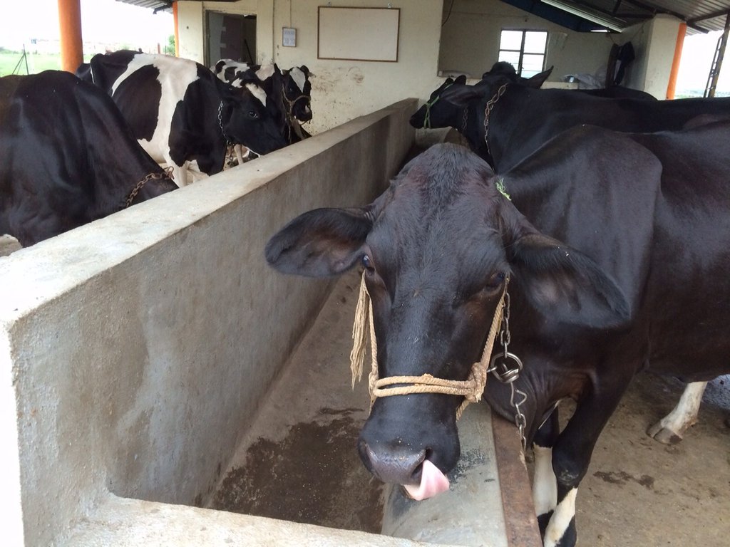 Give Farm training to Indian HIV Families