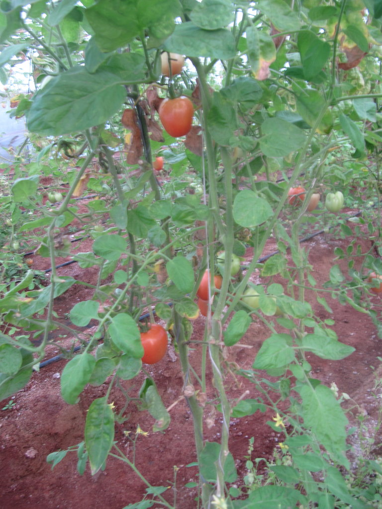 Give Farm training to Indian HIV Families