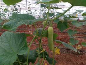 Organic food is cool as... a cucumber!