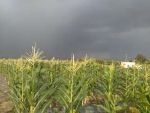 Sweetcorn - full of lutein good for healthy vision