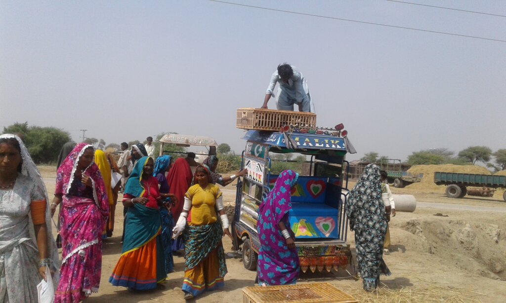 Poultry distribution