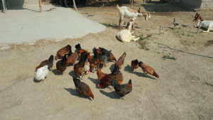 24 chicken 20 female and 4 male distributed to 300