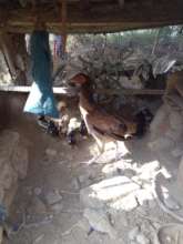 Checkin Raised at house