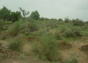 First Rain spell in Tharparkar brings life hope