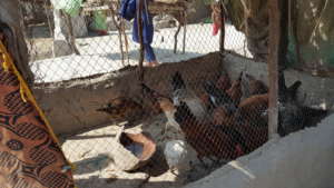 Misri Golden Chicken Hen for eggs raised by women