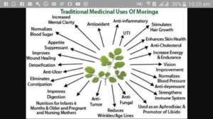 Moringa's traditional use in medicine