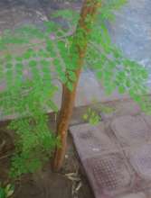 Seedling in a nursary