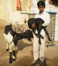 Aniket with a newborn she-goat
