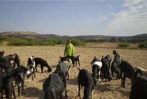 Mrs. Bhagubai Tajanpure with her goats.