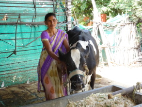 Prisha and her new cow!