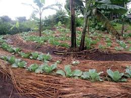 Help 50 mothers set up kitchen gardens in Uganda