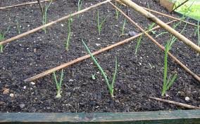 Help 50 mothers set up kitchen gardens in Uganda