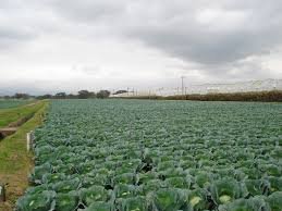 Help 50 mothers set up kitchen gardens in Uganda