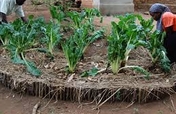 Help 50 mothers set up kitchen gardens in Uganda