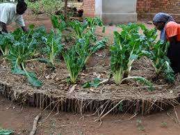 Help 50 mothers set up kitchen gardens in Uganda