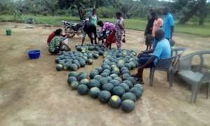 watermelong prepared for packing