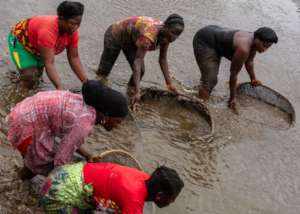 Students doing harvest in the fish ponds