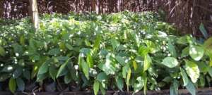 Cocoa seedling for distribution to the farmers