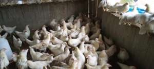 Chicken prepared for distribution