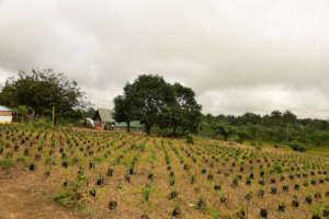 Palm Nursery