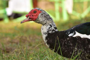 Raising duck on campus