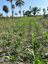 Portion of our corn farm